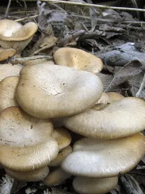 Oyster mushroom: photo and description