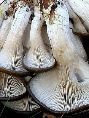 Oyster mushroom: photo and description