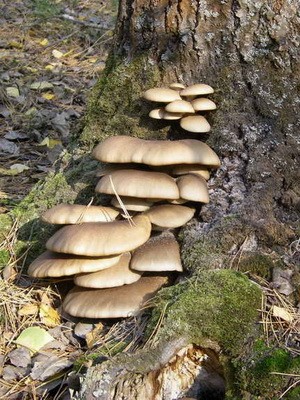 Oyster mushroom: photo and description