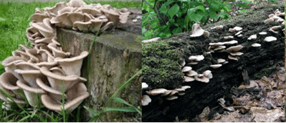 Oyster mushroom: photo and description, cultivation