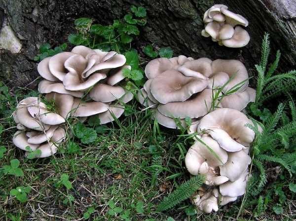 Oyster mushroom: photo and description, cultivation