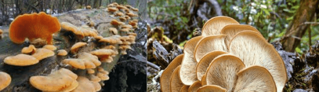 Oyster mushroom: photo and description, cultivation