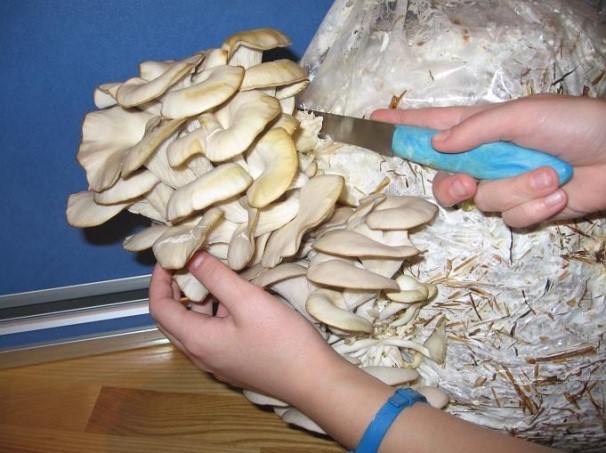 Oyster mushroom: photo and description, cultivation