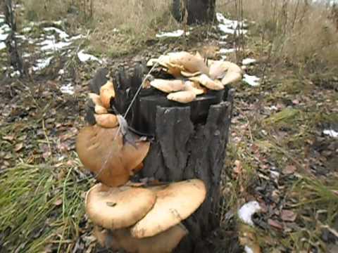 Oyster mushroom: photo and description, cultivation