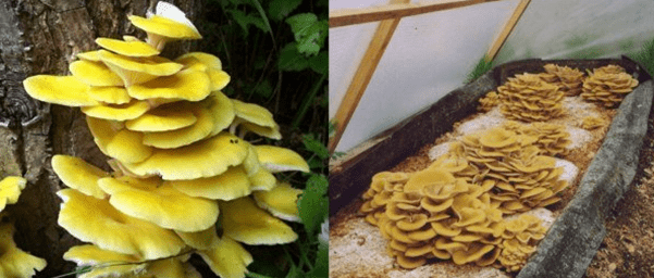 Oyster mushroom: photo and description, cultivation