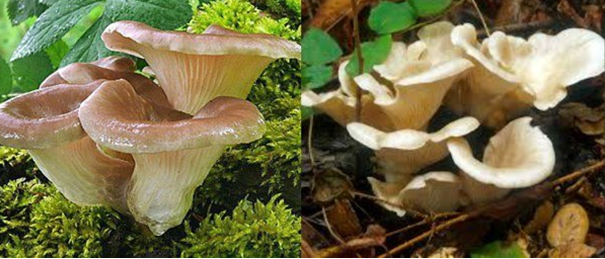 Oyster mushroom: photo and description, cultivation