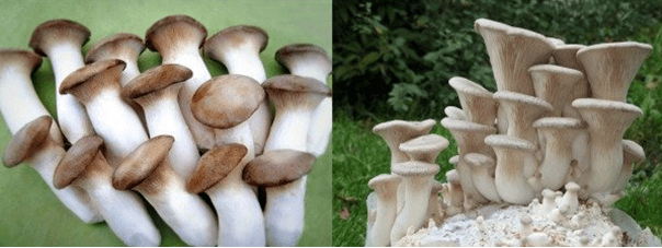 Oyster mushroom: photo and description, cultivation