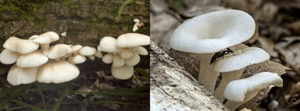 Oyster mushroom: photo and description, cultivation