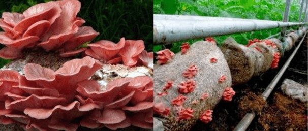 Oyster mushroom: photo and description, cultivation