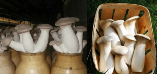 Oyster mushroom: photo and description, cultivation