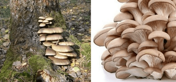 Oyster mushroom: photo and description, cultivation