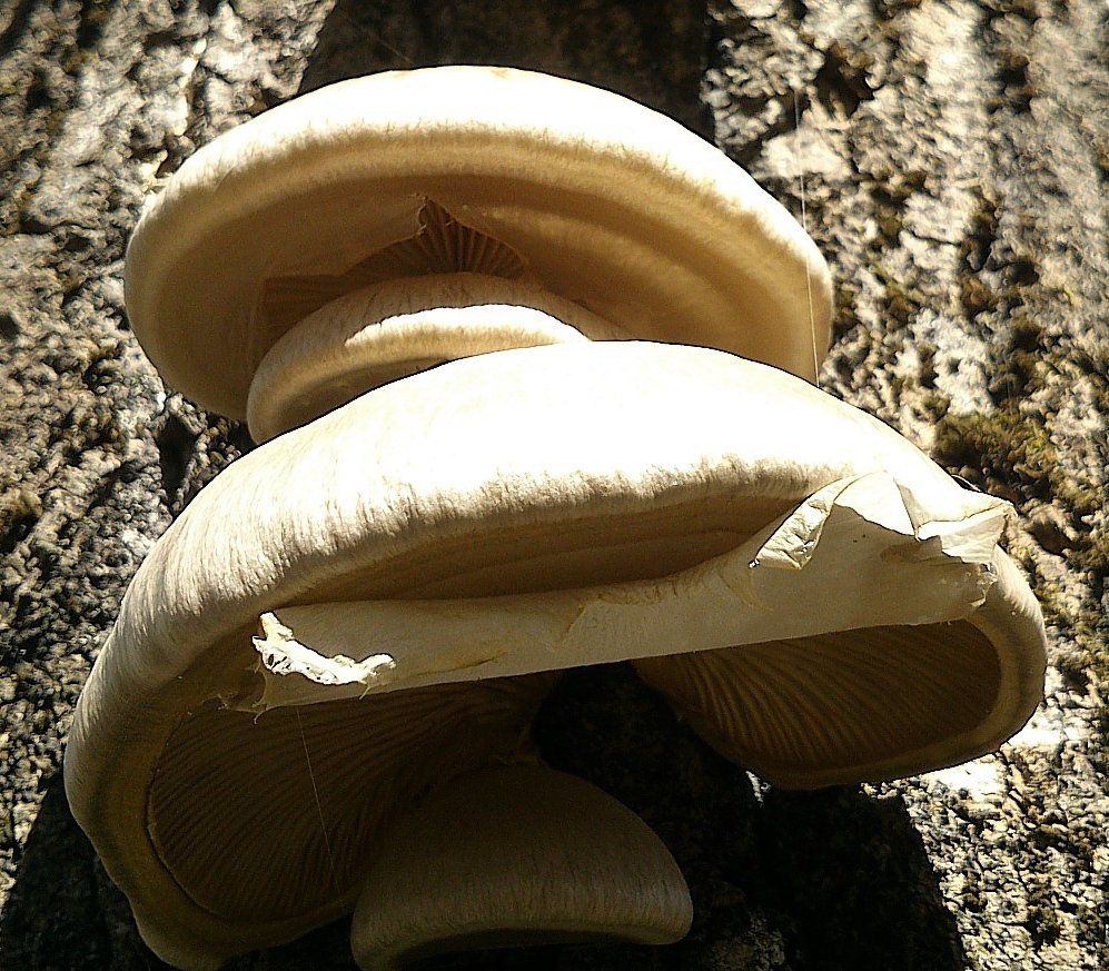 Oyster mushroom (Pleurotus calyptratus) photo and description