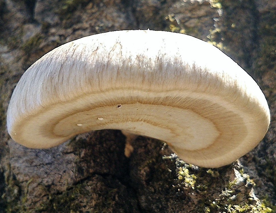 Oyster mushroom (Pleurotus calyptratus) photo and description