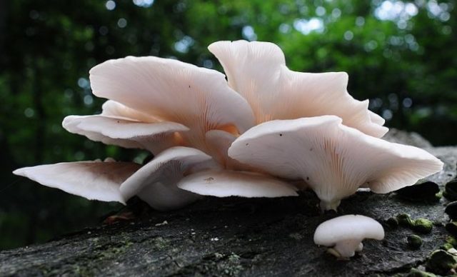 Oyster mushroom pulmonary: photo and description of the fungus