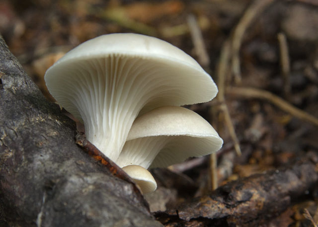 Oyster mushroom pulmonary: photo and description of the fungus