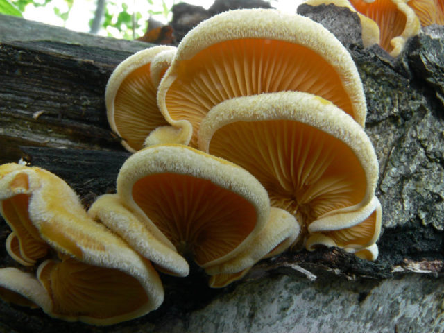 Oyster mushroom pulmonary: photo and description of the fungus