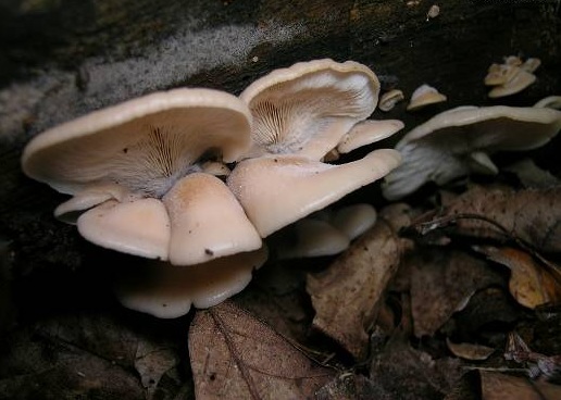 Oyster mushroom pulmonary: photo and description of the fungus