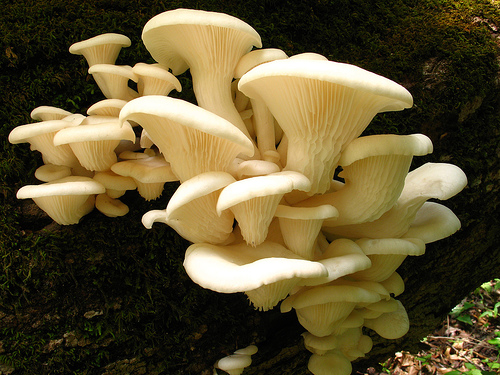 Oyster mushroom pulmonary: photo and description of the fungus