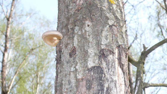 Oyster mushroom single (covered or sheathed): where it grows, what it looks like