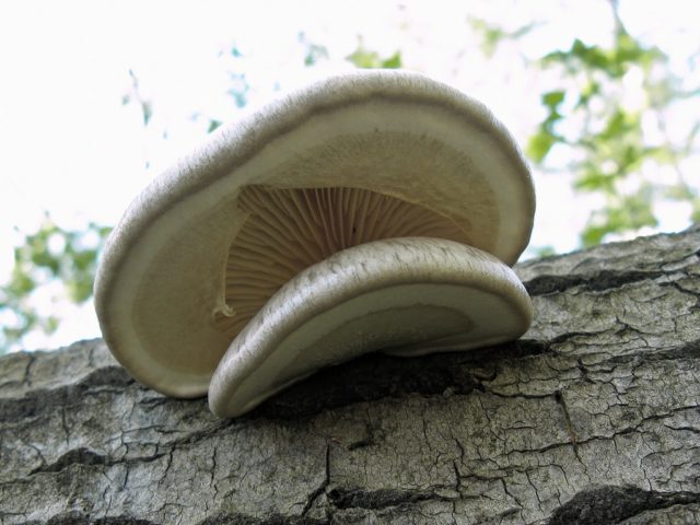 Oyster mushroom single (covered or sheathed): where it grows, what it looks like