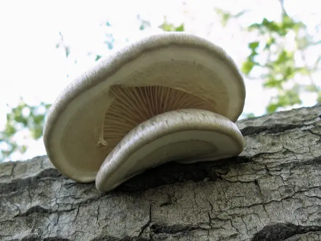 Oyster mushroom single (covered or sheathed): where it grows, what it looks like
