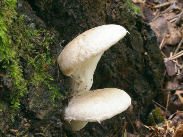 Oyster mushroom single (covered or sheathed): where it grows, what it looks like