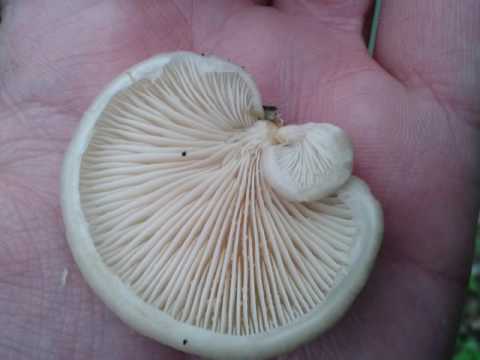 Oyster mushroom single (covered or sheathed): where it grows, what it looks like