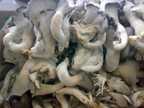 Oyster mushrooms covered with white bloom: is it possible to eat