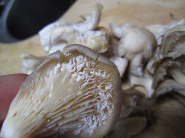 Oyster mushrooms covered with white bloom: is it possible to eat