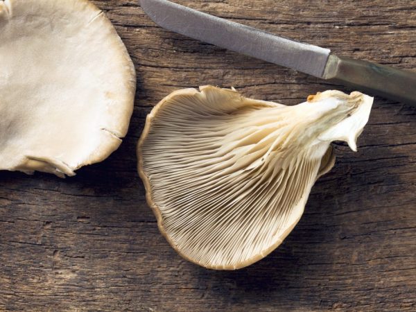 Oyster mushrooms: how much to fry in a pan, delicious cooking recipes