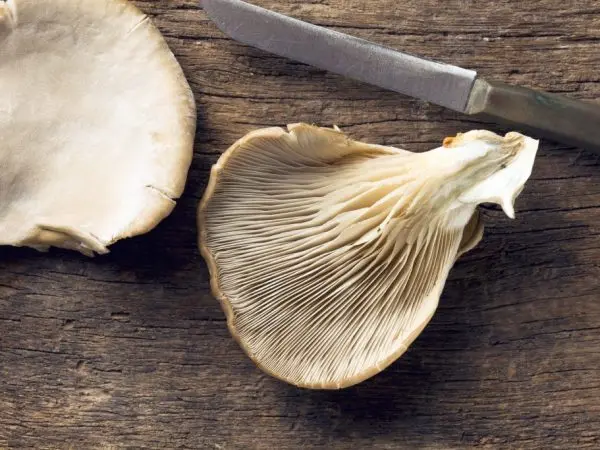 Oyster mushrooms: how much to fry in a pan, delicious cooking recipes