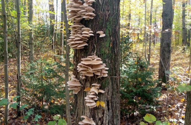 Oyster mushrooms: how they grow in the forest, when to collect, how to cut