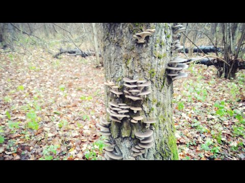 Oyster mushrooms: how they grow in the forest, when to collect, how to cut