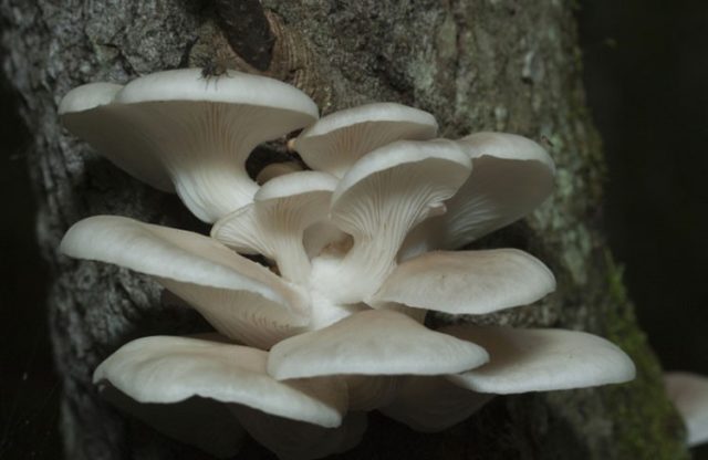 Oyster mushrooms: how they grow in the forest, when to collect, how to cut