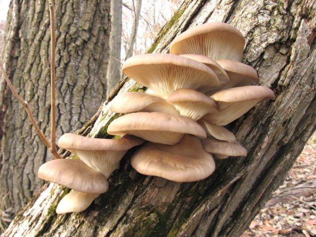 Oyster mushrooms: how they grow in the forest, when to collect, how to cut