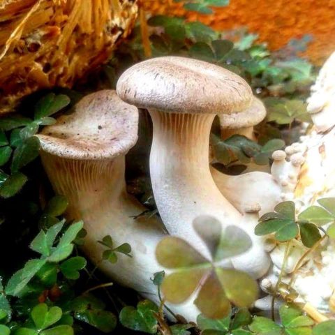 Oyster mushrooms: how they grow in the forest, when to collect, how to cut