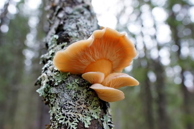 Oyster mushrooms: how they grow in the forest, when to collect, how to cut