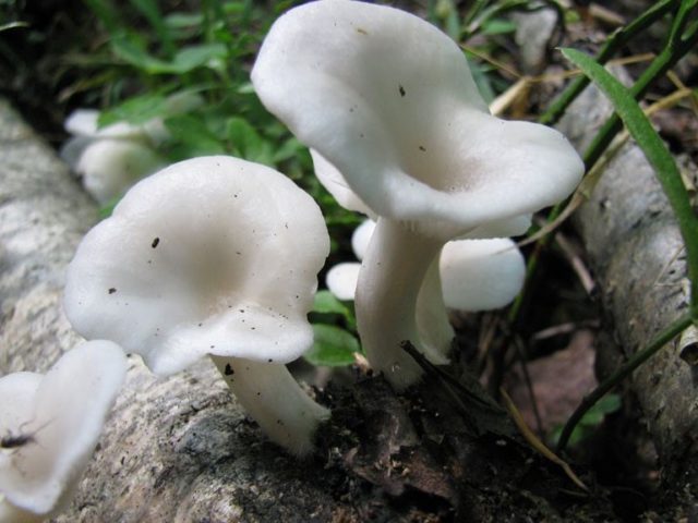 Oyster mushrooms: how they grow in the forest, when to collect, how to cut