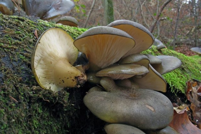 Oyster mushrooms: how they grow in the forest, when to collect, how to cut