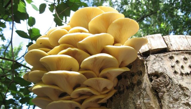 Oyster mushrooms: how they grow in the forest, when to collect, how to cut