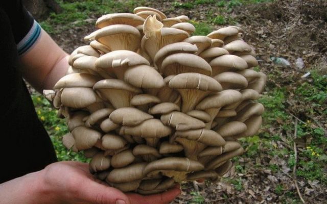 Oyster mushrooms: how they grow in the forest, when to collect, how to cut