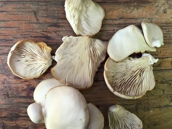 Oyster mushrooms: how to clean and wash before eating