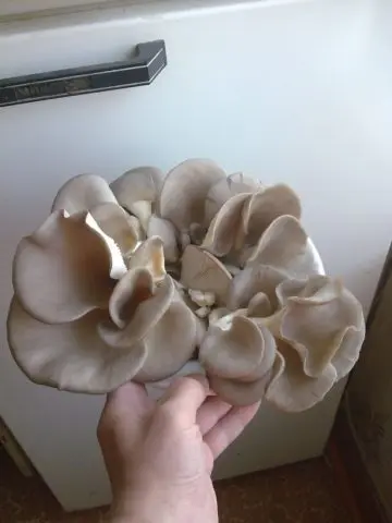 Oyster mushrooms: how to clean and wash before eating