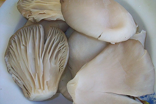 Oyster mushrooms in batter: interesting recipes