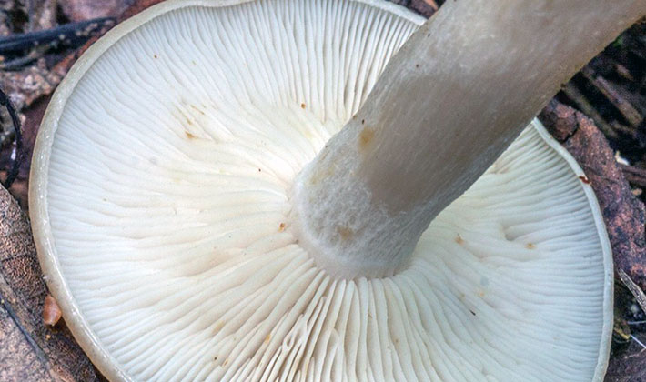 Oyster mushrooms of different types: description and benefits