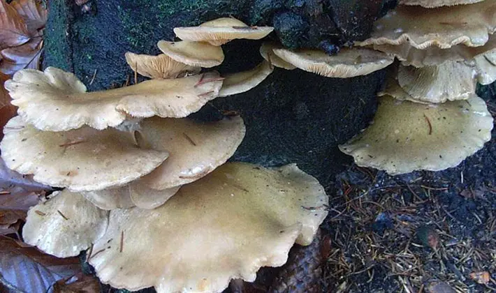 Oyster mushrooms of different types: description and benefits