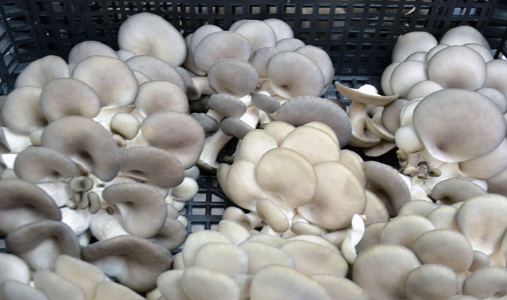 Oyster mushrooms of different types: description and benefits