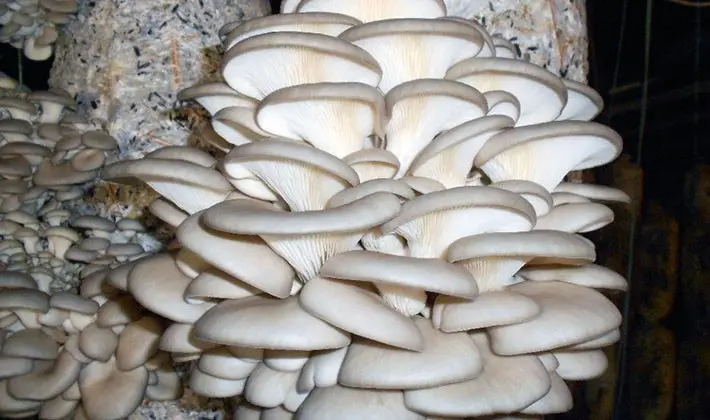 Oyster mushrooms of different types: description and benefits