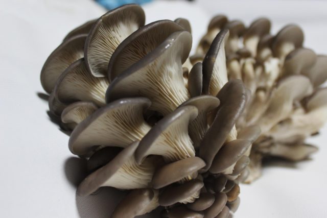 Oyster mushrooms or champignons: which is healthier and tastier