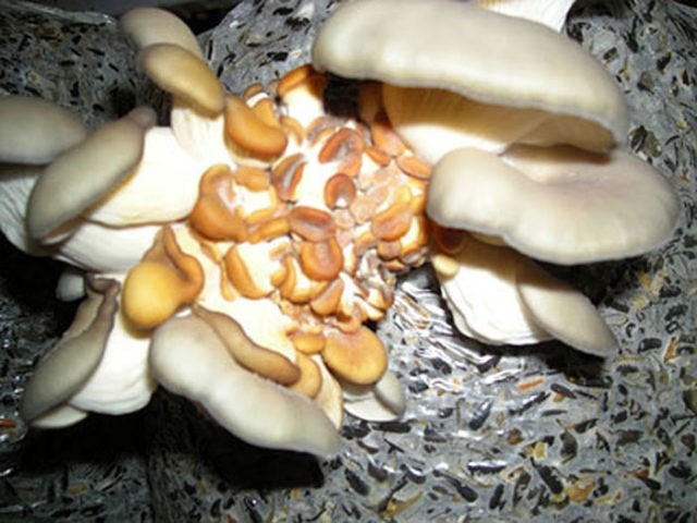 Oyster mushrooms turn yellow: why, what to do